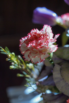 康乃馨 鲜花 花朵