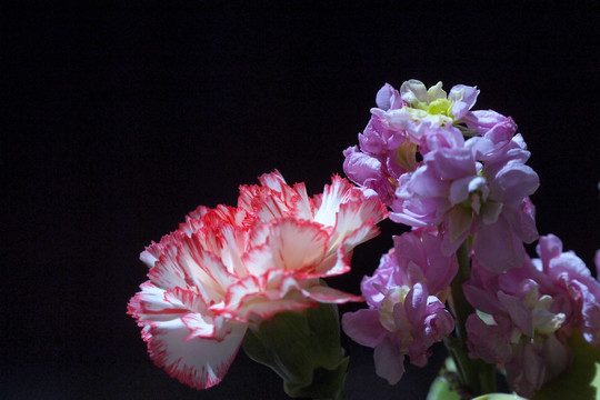 康乃馨 紫罗兰 鲜花