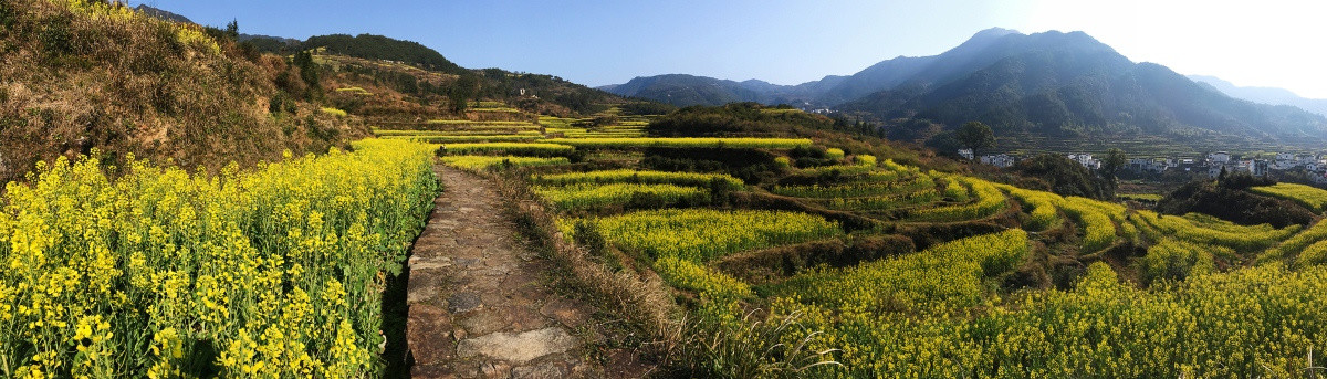 江西婺源江岭油菜花田花海全景