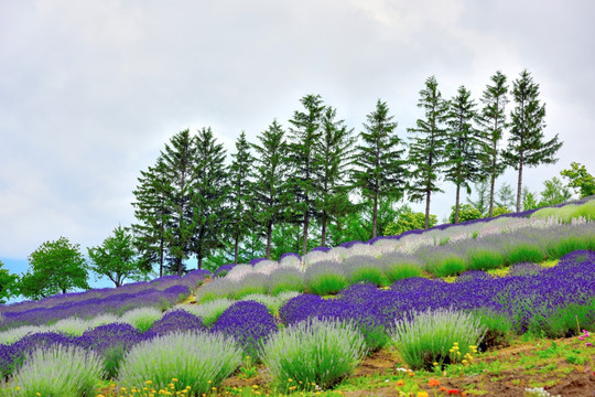 北海道花田风光