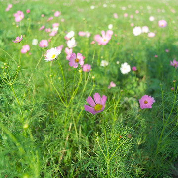 波斯菊