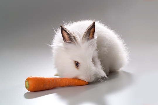 啃胡萝卜的兔子