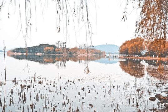 无锡溪湿地公园 芦苇荡