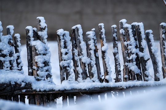 雪和松木杆