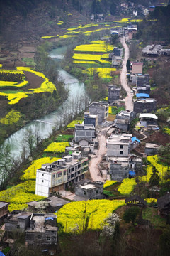 乡村油菜花