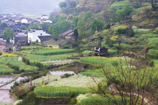 婺源岭脚村