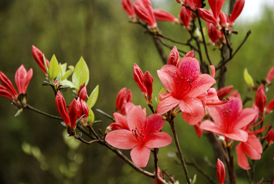 杜鹃花