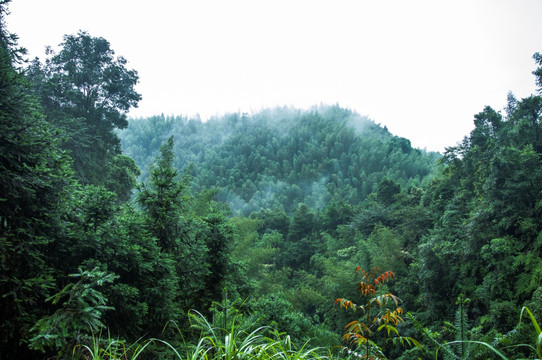 雾色山景