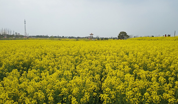 油菜花 花海