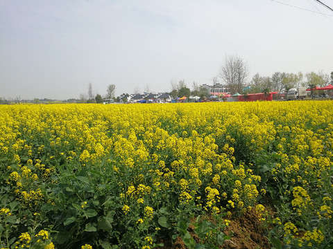 油菜花 花海