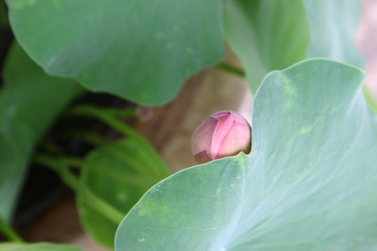 花卉之韵 高格