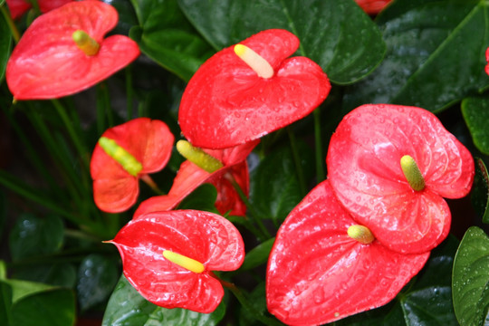 花之优雅 高格