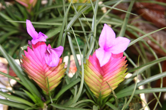 鲜花姿色 高格