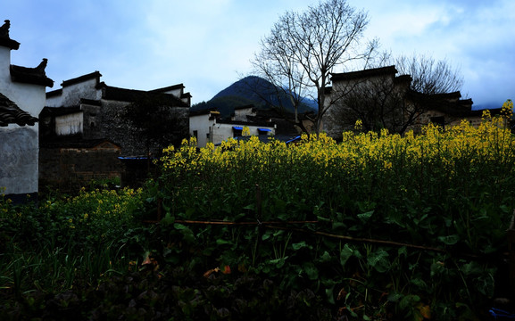 西递油菜花
