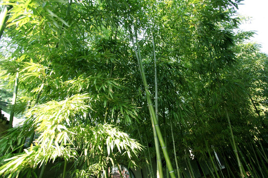 竹林 竹子 竹 植物