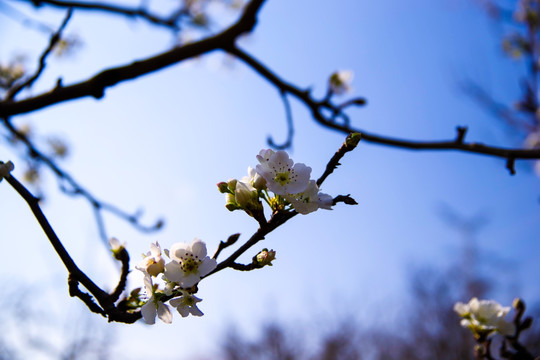 梨花枝