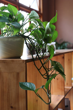 植物