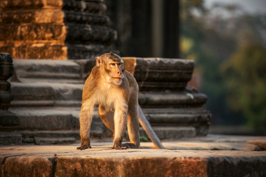 柬埔寨吴哥窟庙宇上的猴子