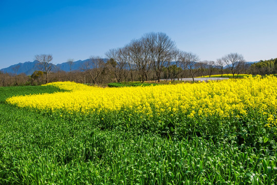 油菜花地