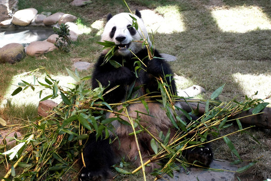 大熊猫动物