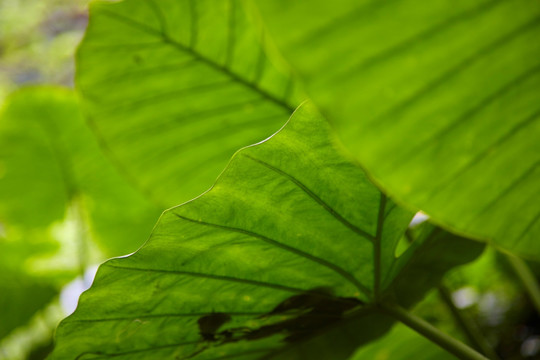 蕨类植物