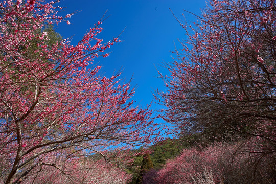 花卉