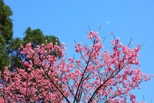 樱花树