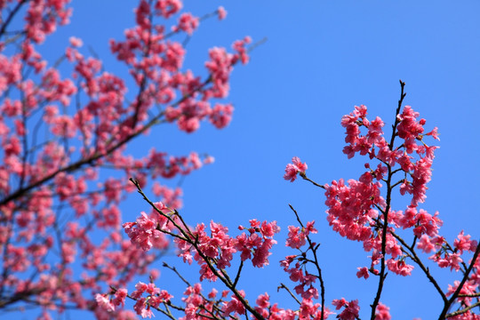 樱花树