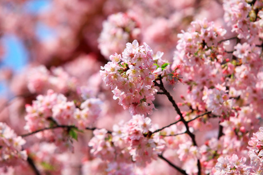 粉红樱花