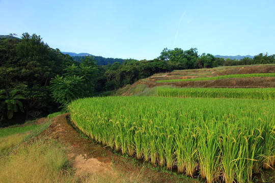 稻田