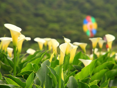 阳明山国家公园花卉