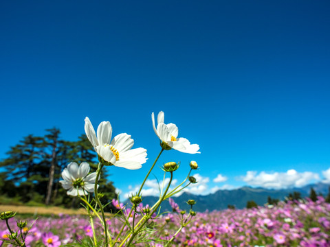 福寿山农场波斯菊花海