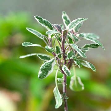 三色鼠尾草