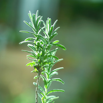 齿叶薰衣草