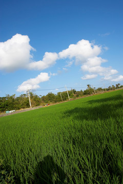 台湾稻田