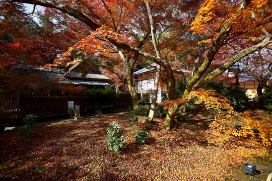 日本宝严院庭园