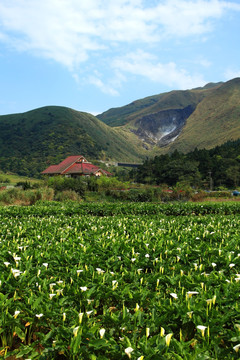 阳明山国家公园