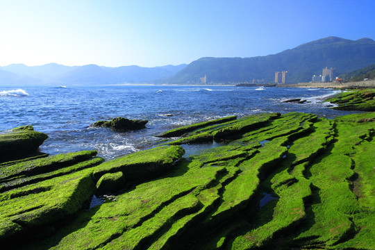 台北绿藻