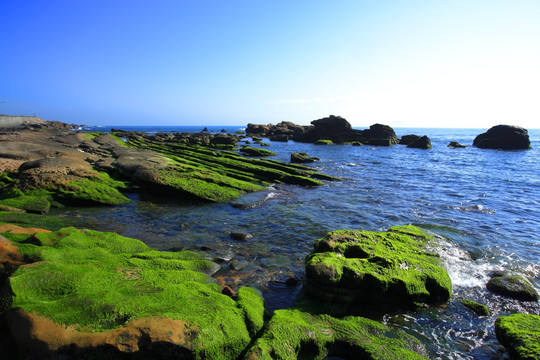 台北海藻