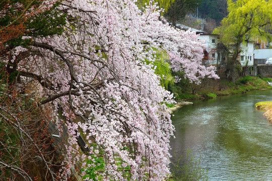 日本北陆道樱花绽放