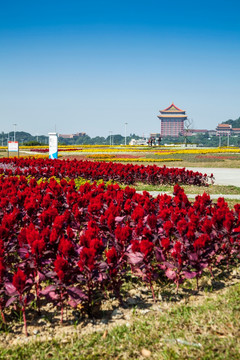 台北国际花卉博览会