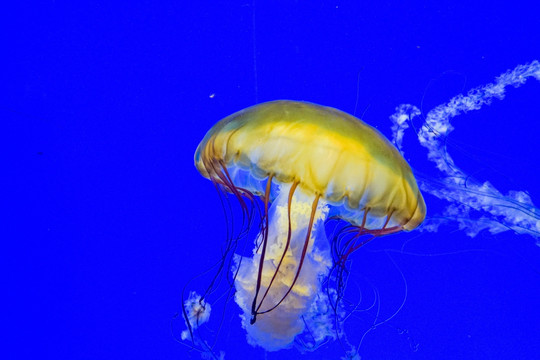 海荨麻 梦幻水母