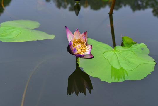 莲花睡莲