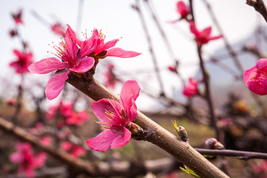 单瓣桃花特写