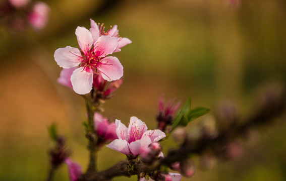 桃花