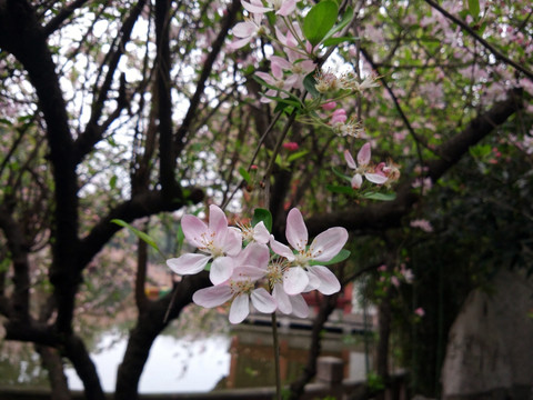 苹果花