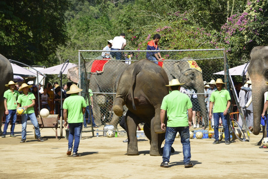 野象谷大象表演 足球赛