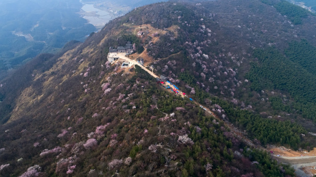 樱花漫山
