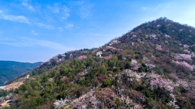 樱花漫山