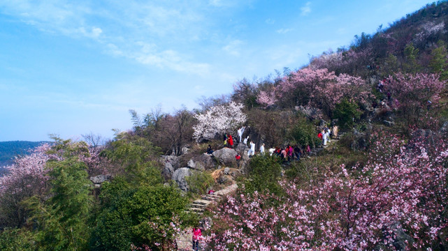 樱花漫山